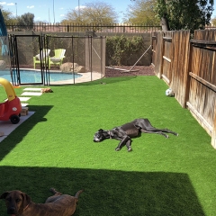 Dogs-on-Paradise-Greens