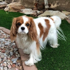 dog-on-synthetic-turf