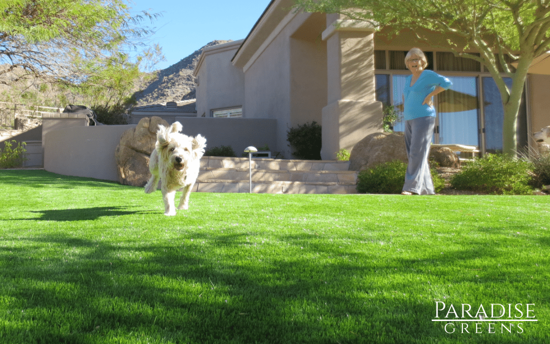 Who Will Love Artificial Turf More? You or Your Dog?