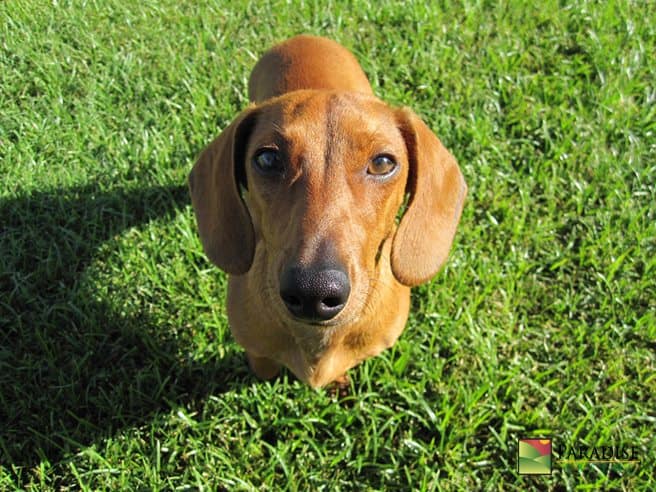 Artificial Grass Infill for Dogs