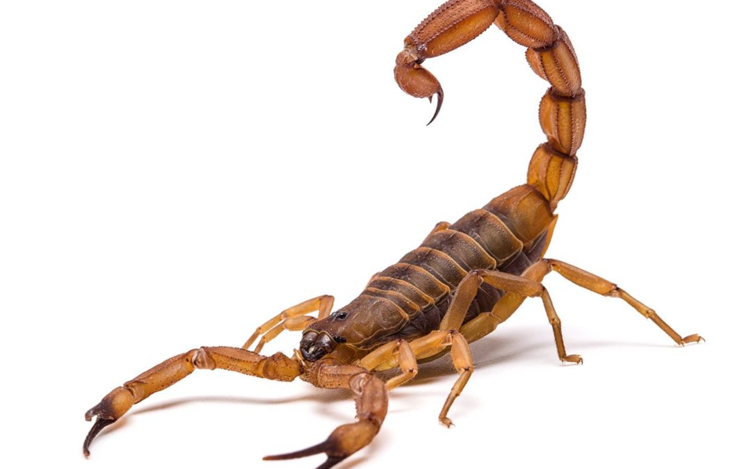 Scorpion Pest Control