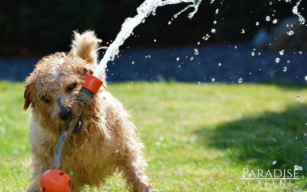 Watering Real Grass is a Thing of the Past