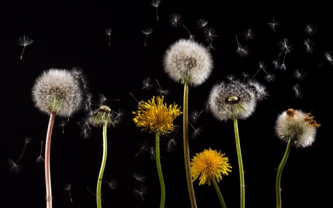 Can Weeds Grow Through Artificial Grass?